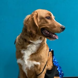 Meet your Posher, Alana